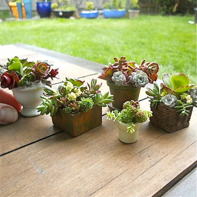 Sedum Cuttings for Miniature Fairy Gnome Garden Pots