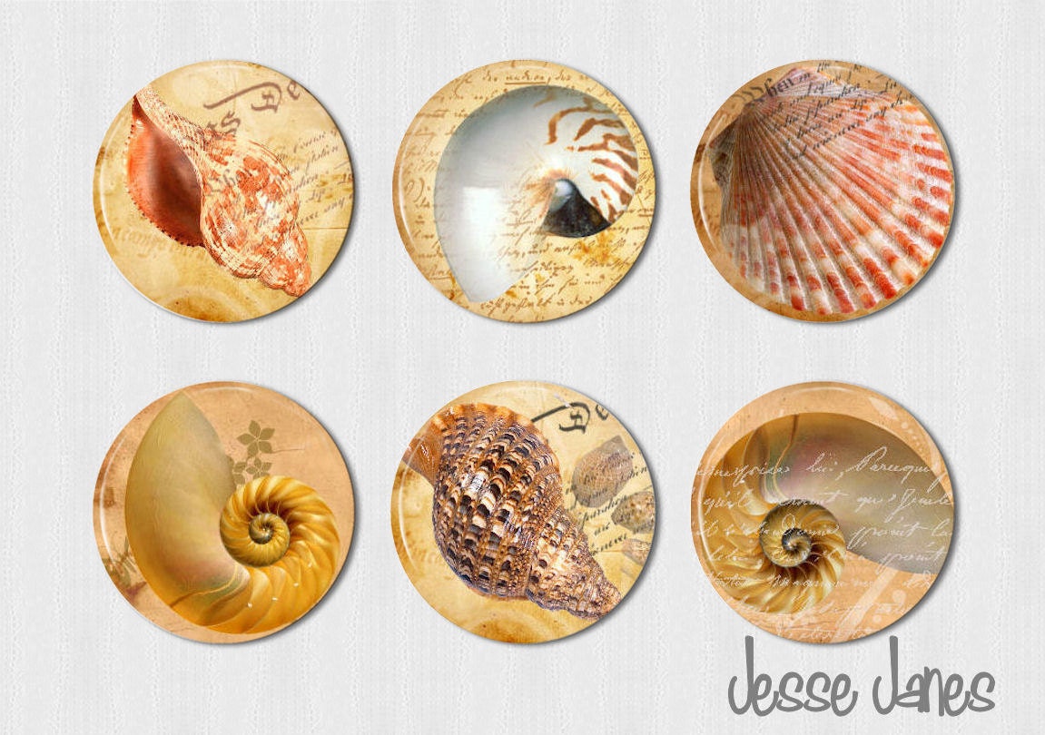 SHELLS - set of 6 pin back buttons, flatbacks or magnets - please specify during checkout - magnets fit Magnabilities