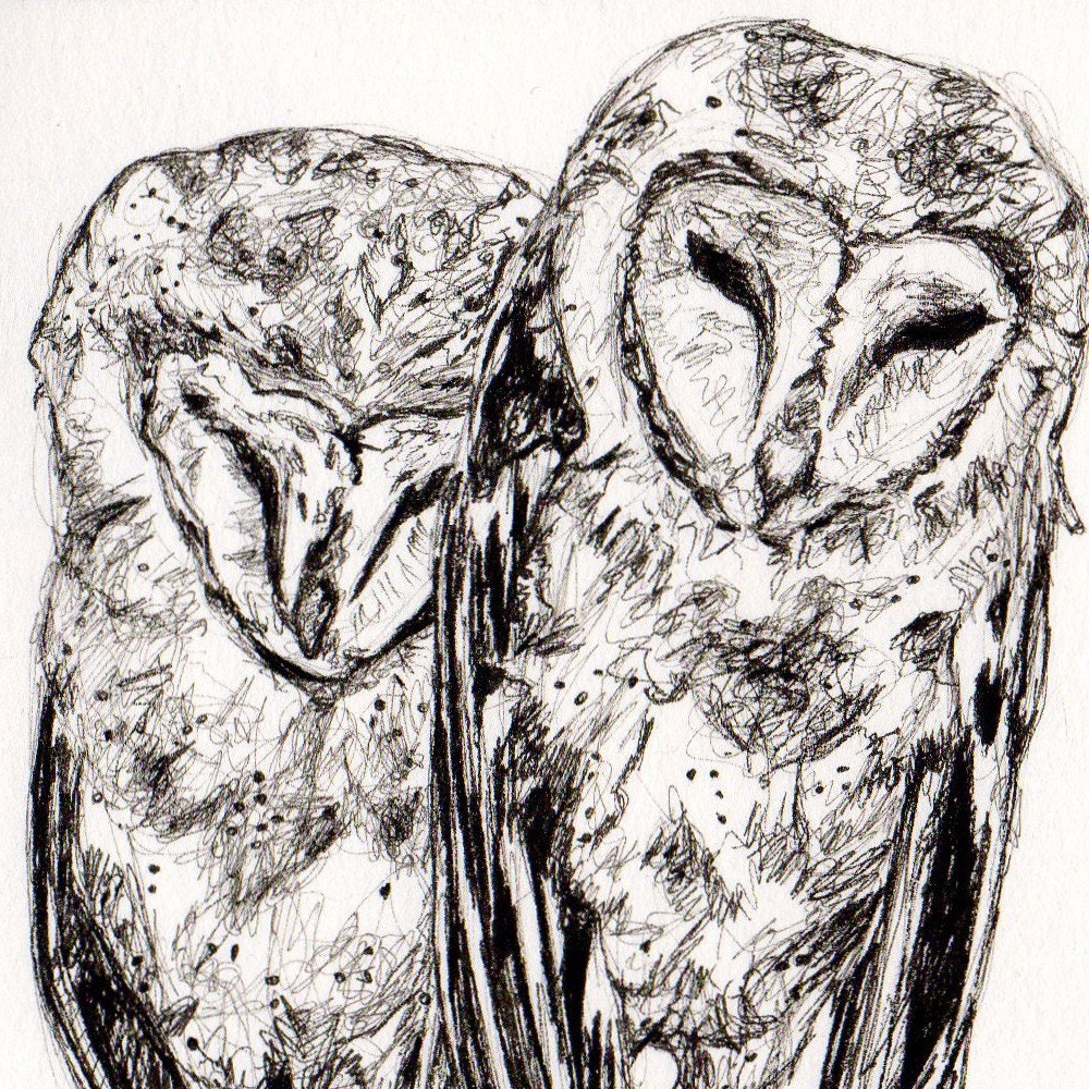 Black and White Owl Drawing - Soul Mates in the Barn Rafters - Original Ink Drawing - Art