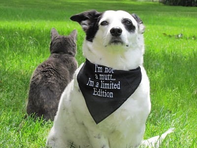 Hand made funny dog bandannas