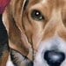 BEAGLE Dog Signed Art Print by Artist DJ Rogers