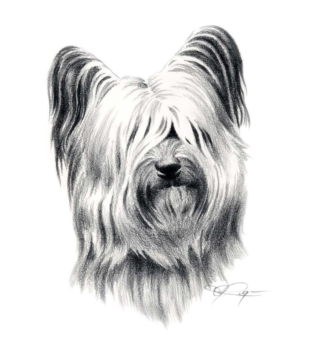 Pencil Drawings Dogs