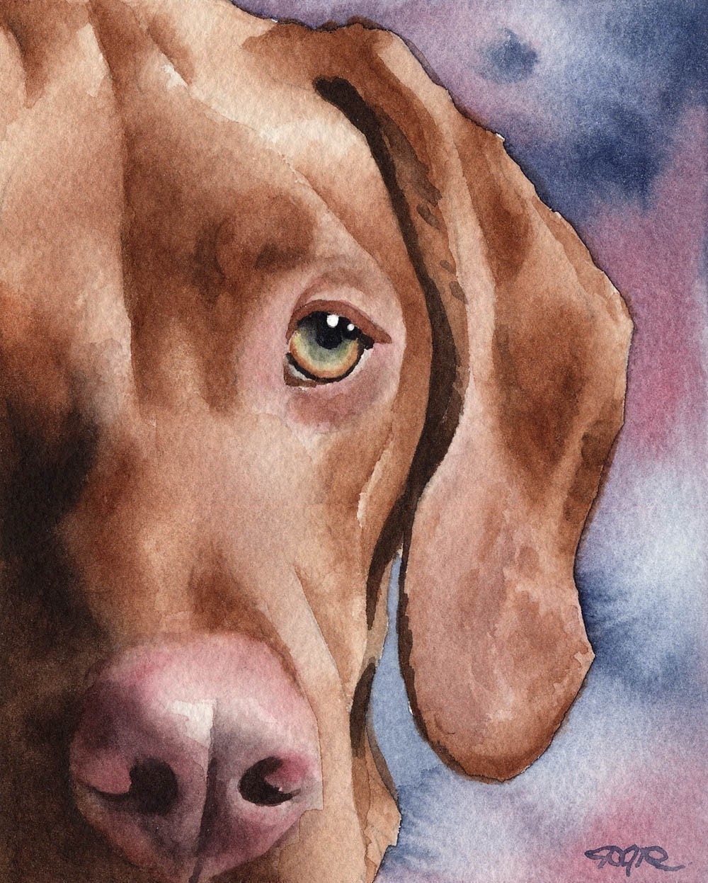 Hungarian Vizsla Dog