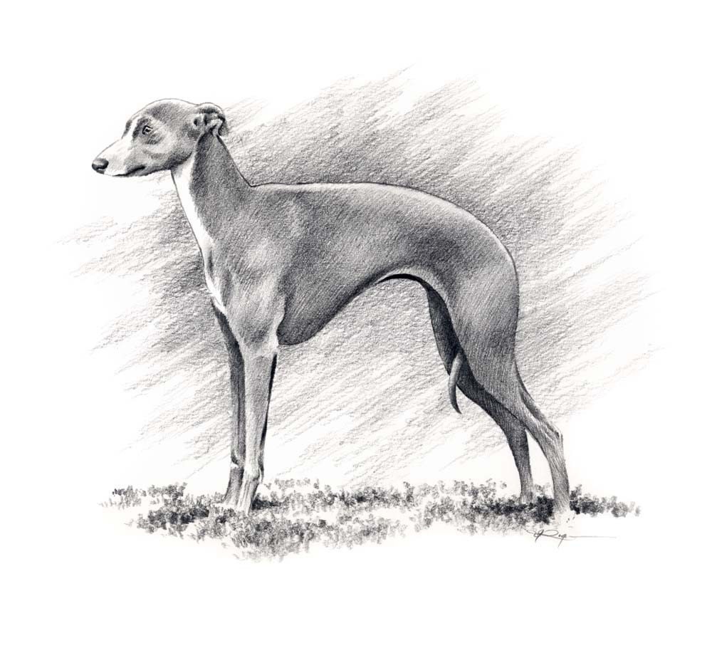 Greyhound Drawing