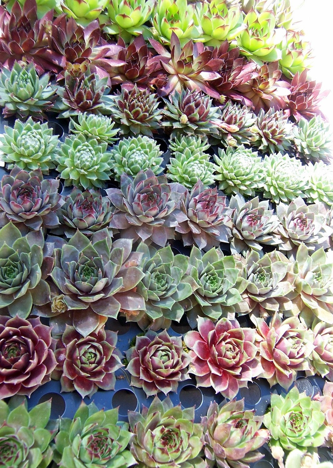 Hens and Chicks - 3 Plants - Sempervivum Collection