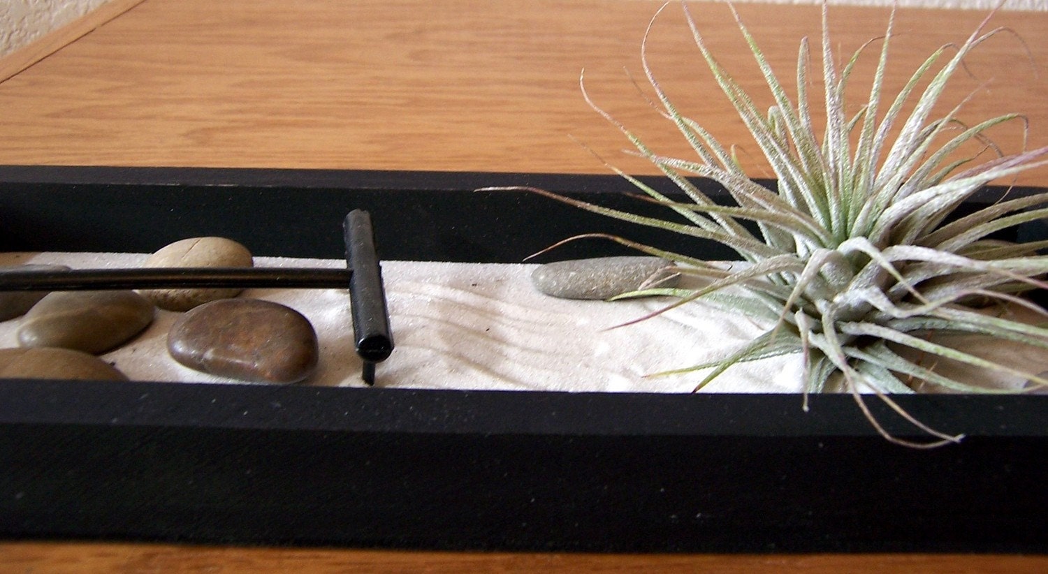 Tillandsia - SALE - 3 dollars off - Zen Garden with Tillandsia