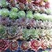 Hens and Chicks - 3 Plants - Sempervivum Collection