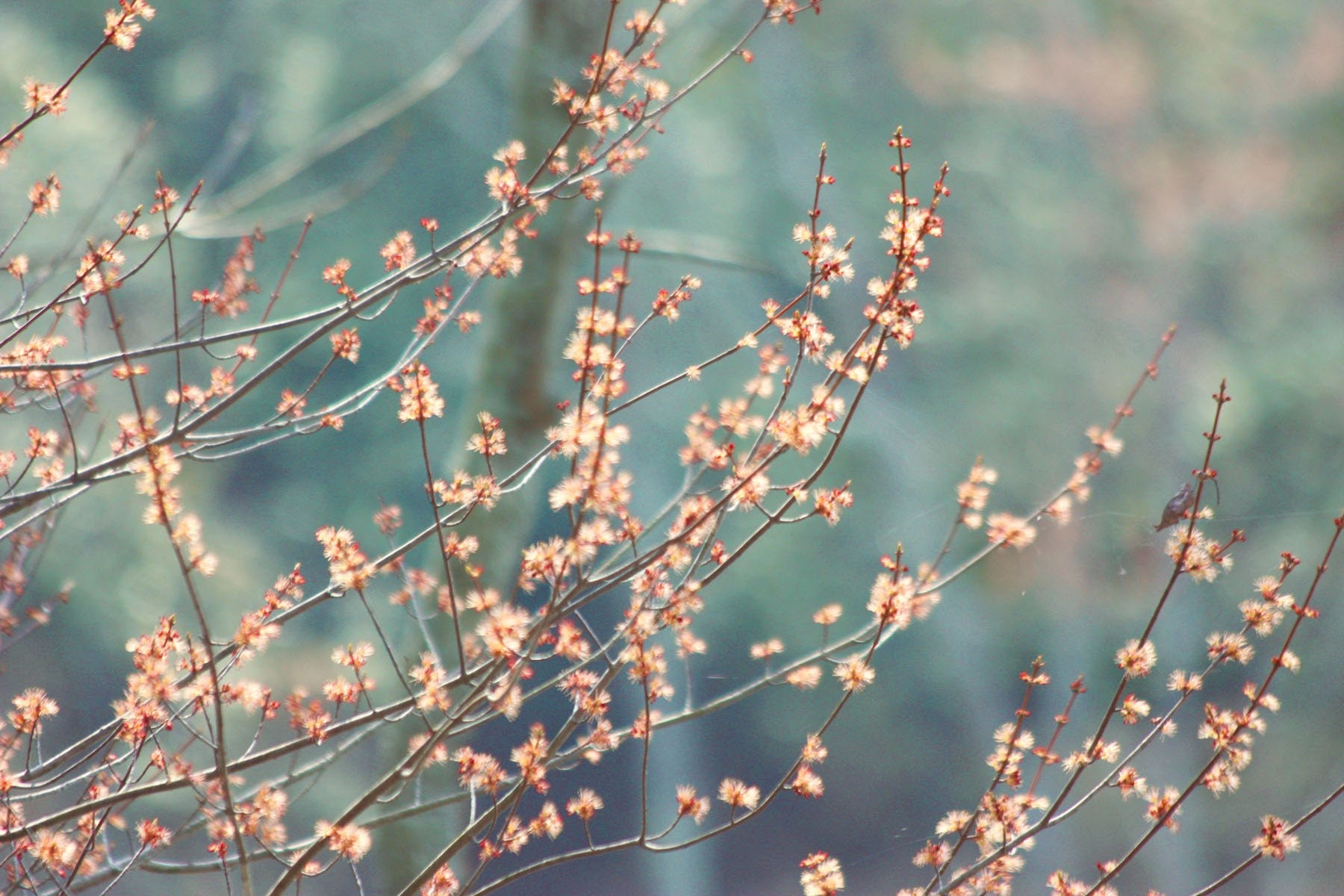 First Blush of Spring