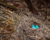 Nest  To Be