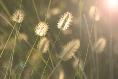 Weeds are flowers too, Once you get to know them..Fine Art Print