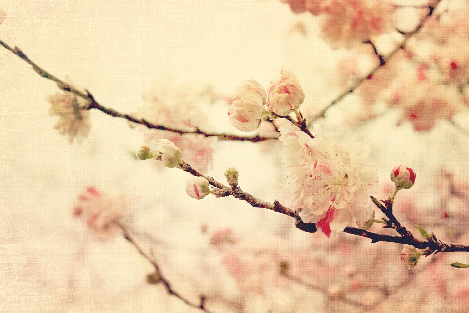 Waiting for Spring Photograph Fine Art Print 4 X 6 Photo Note Card