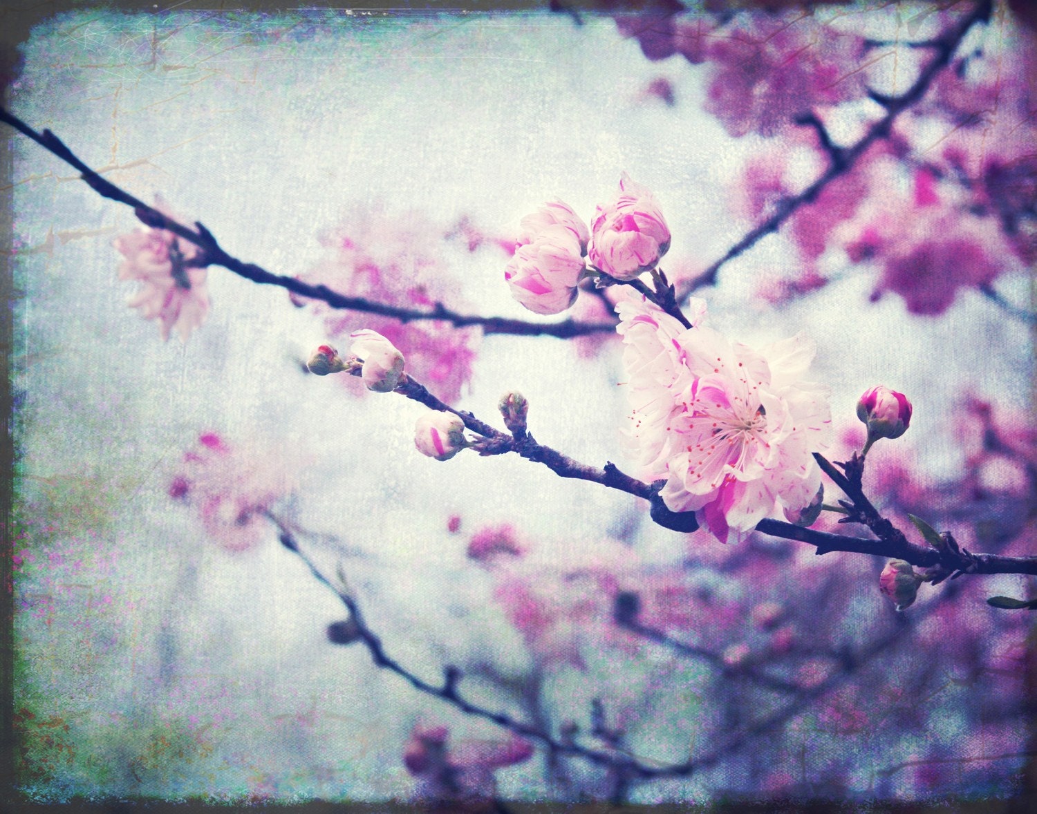 Urban Blossom 11 X 14 Fine Art Print