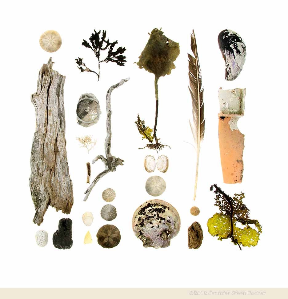 Beachcombing series No.61 - 12 x 12 photograph - feather, sand dollars, seaweed, driftwood