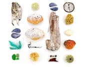 Beachcombing series No.34 - 12 x 12 photograph - birch bark, crab, shell, mussel, sea glass, seaglass, sea urchin, seaweed