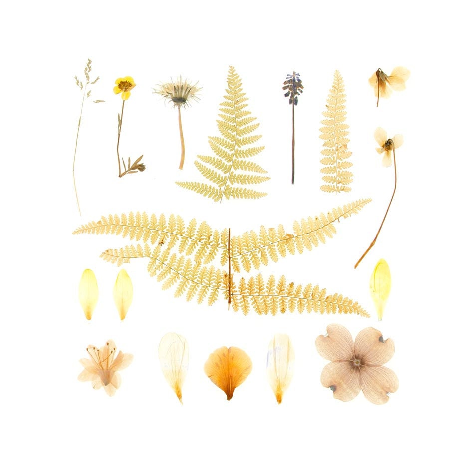 Pressed Flowers - 12 x 12 photograph - Violets, Dogwood, Crocus, Dandelion