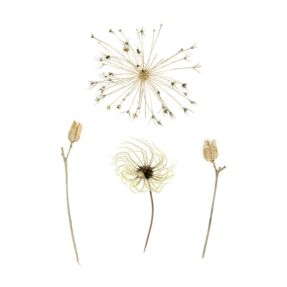 Four Seedheads - 8 x 8 botanical photograph - daylily, clematis, and allium botanical specimens