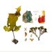 Beachcombing series No.50 - 12 x 12 photograph - starfish, sea star, shell, seaweed, driftwood, sea glass