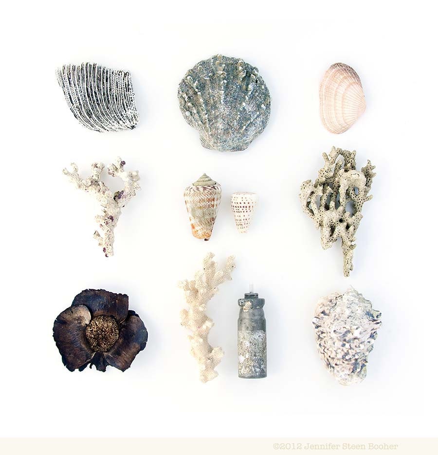 Fiji Beachcombing series No.6 - 12 x 12 photograph - seashell, coral, scallop, cone shell