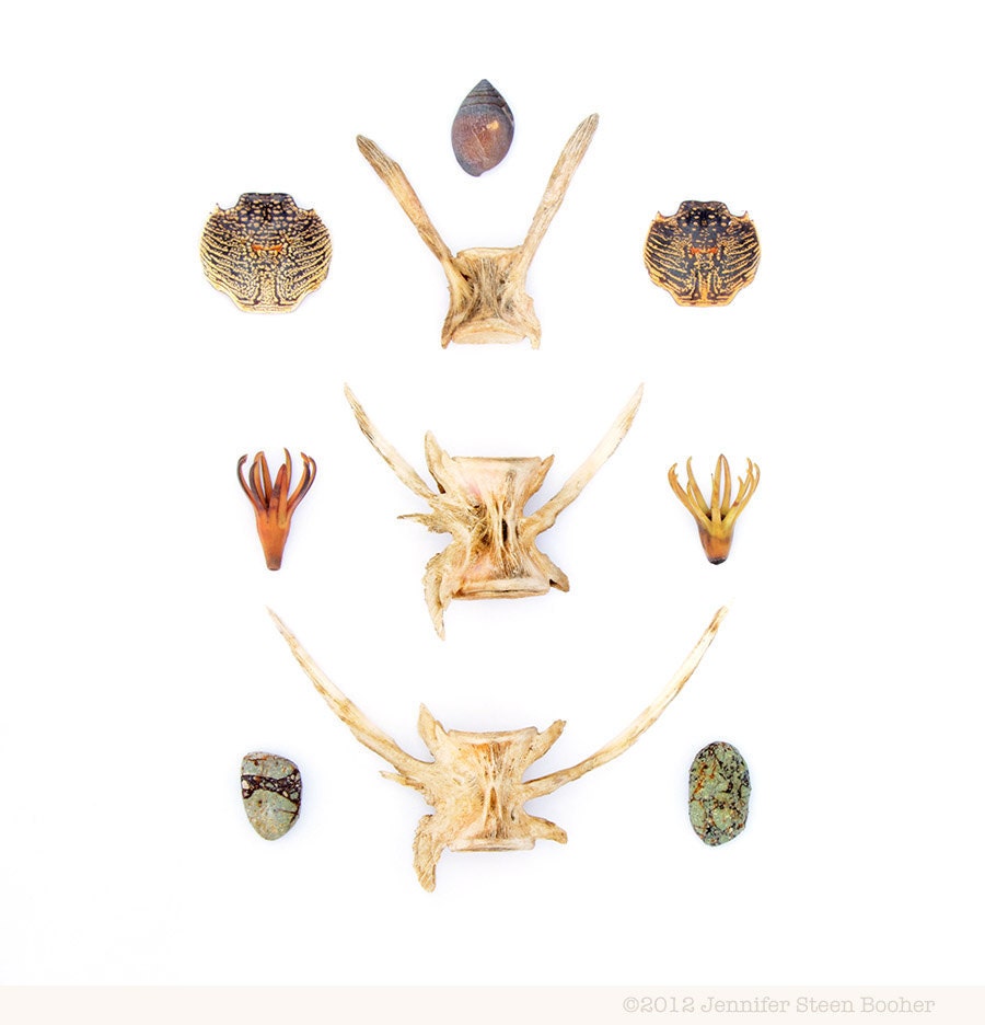 Fiji Beachcombing series No.2 - 12 x 12 photograph - seashell, fishbone, crab, beach stone
