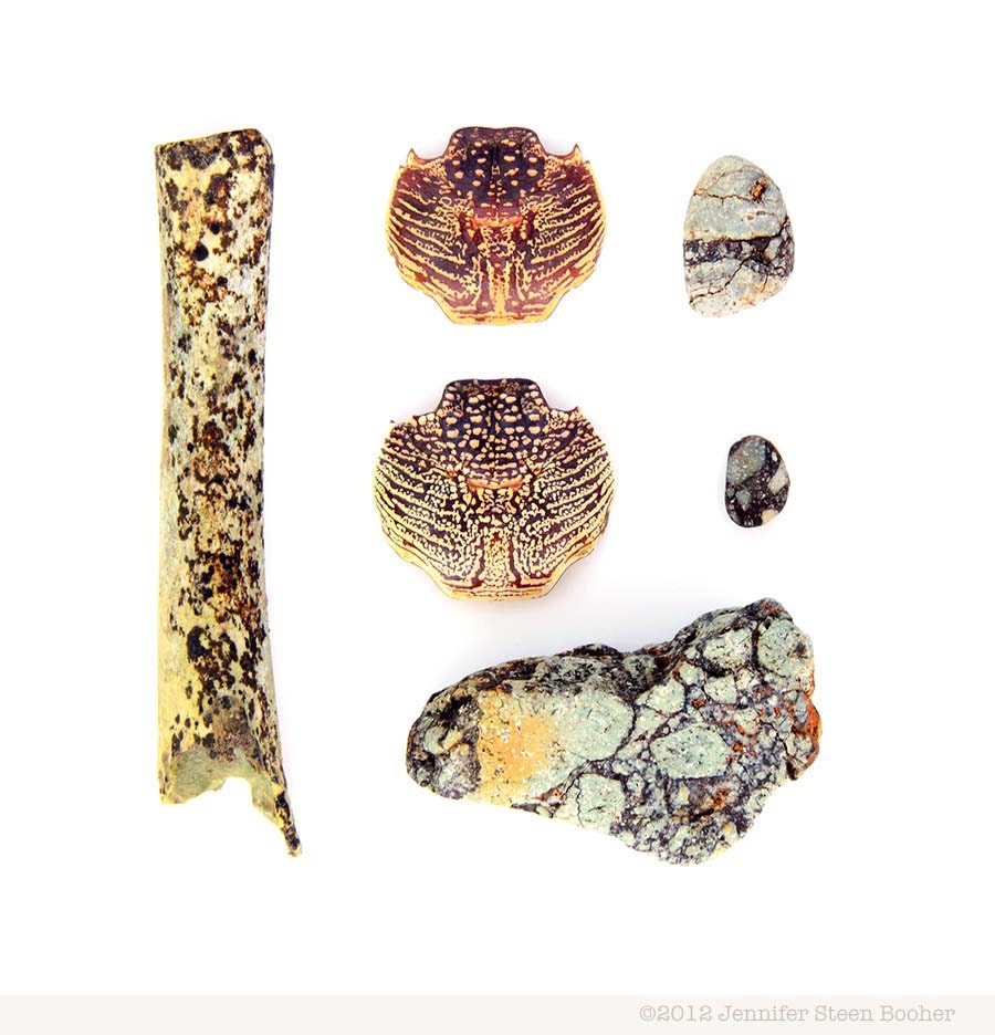 Fiji Beachcombing series No.5 - 12 x 12 photograph - weathered bone, crab shells, beach stones
