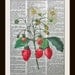 Vintage Dictionary art prints STRAWBERRIES 8x10 Dictionary Gold Gilded Page