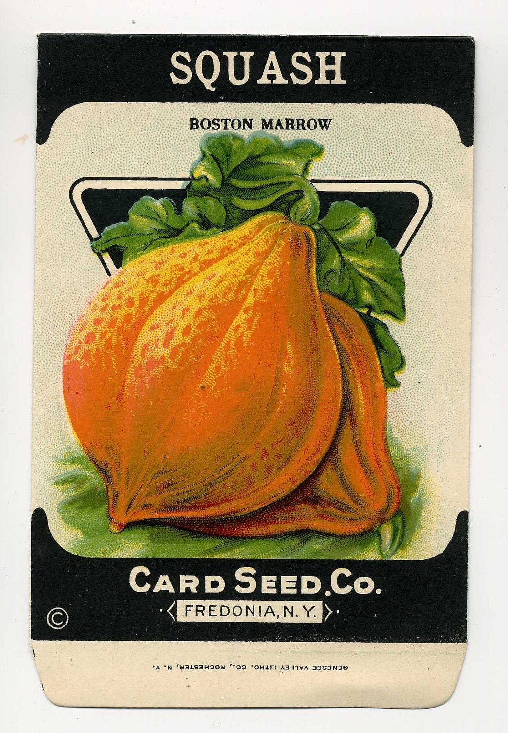 Vintage Seed Packet Boston Marrow Squash - Great Graphics - VintageVendor