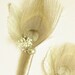 The Groom's Boutonniere, Cream Peacock Boutonniere