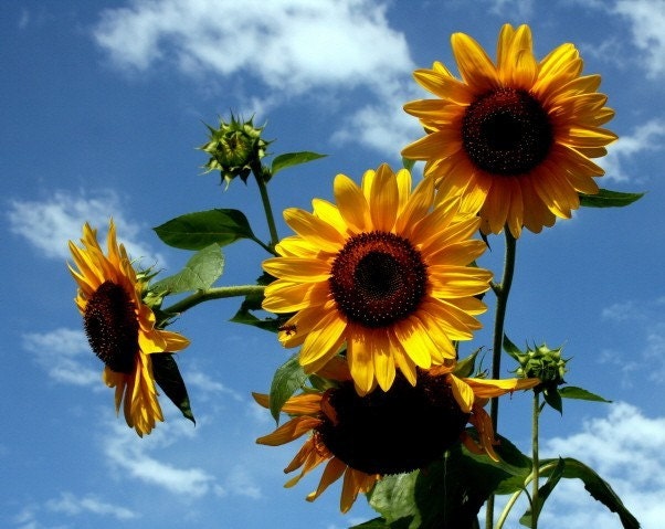 Kansas Sunflowers