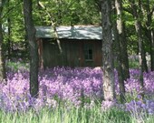 Shed Flowers Phlox