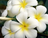 White Plumeria - Flower Photography - Fine Art Photography Nature - Hawaiian Art - Aloha Lei Flower Plumeria Frangipani - Flower Photo