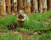 Squirrel with Pine Cone Fine Art Photography - Animal Photography - Woodland Forest - Nature Photography - Squirrel Photo