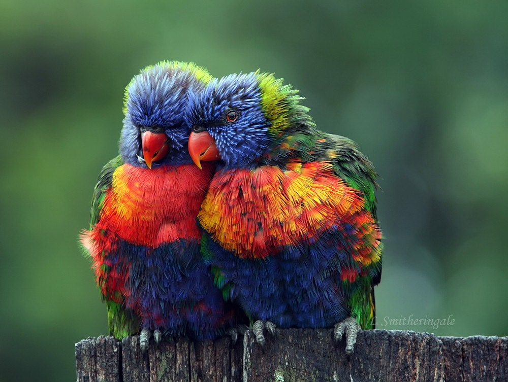 Rainbow Lorikeets Matted Print - Lean on Me - 8 x 10 inch