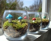 Mushroom Garden Terrarium