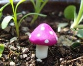 Magic Garden Kit