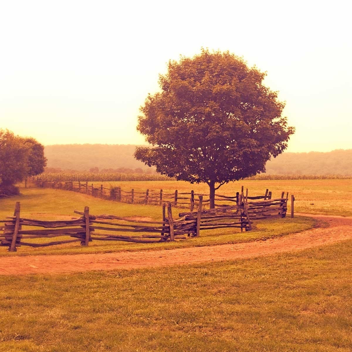 Landscape photography tree photo autumn color rust orange fine art nature photograph - 8x8