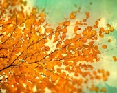 Autumn photography fall leaves woodland photograph orange tree persimmon orange leaves mint sky naturalist photo tango tangerine - CarlChristensen