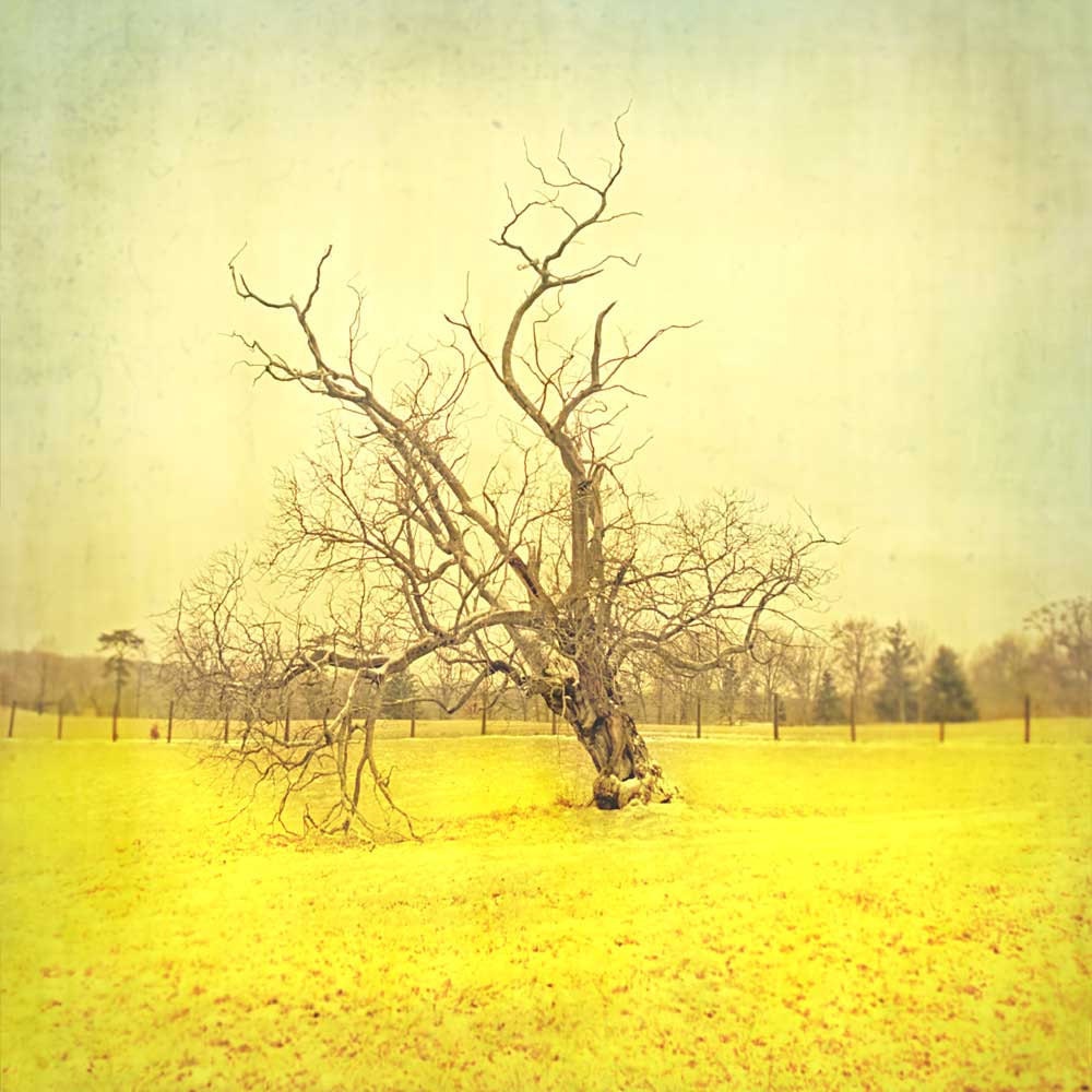 Tree Photography, home decor, yellow art, summer style, nature photograph, lone tree, large art, woodland print - 30x30