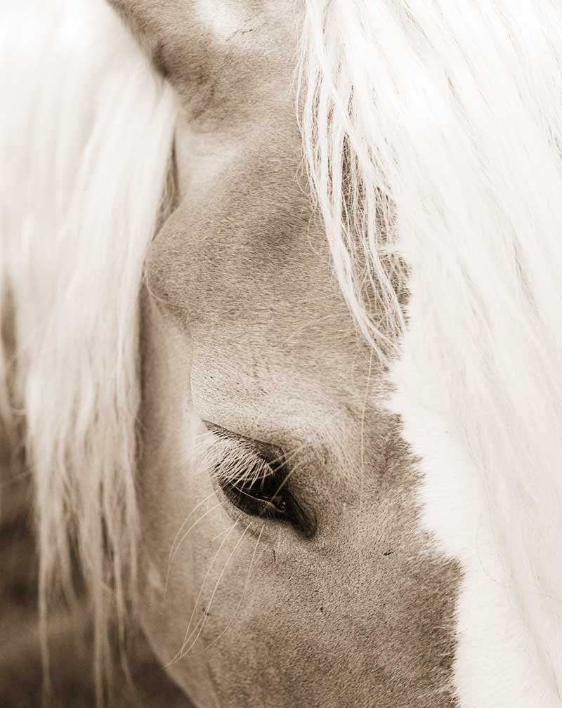 Horse photography, cabin decor, white horse, equestrian print, nature photo, farm animal - 8x10 photograph