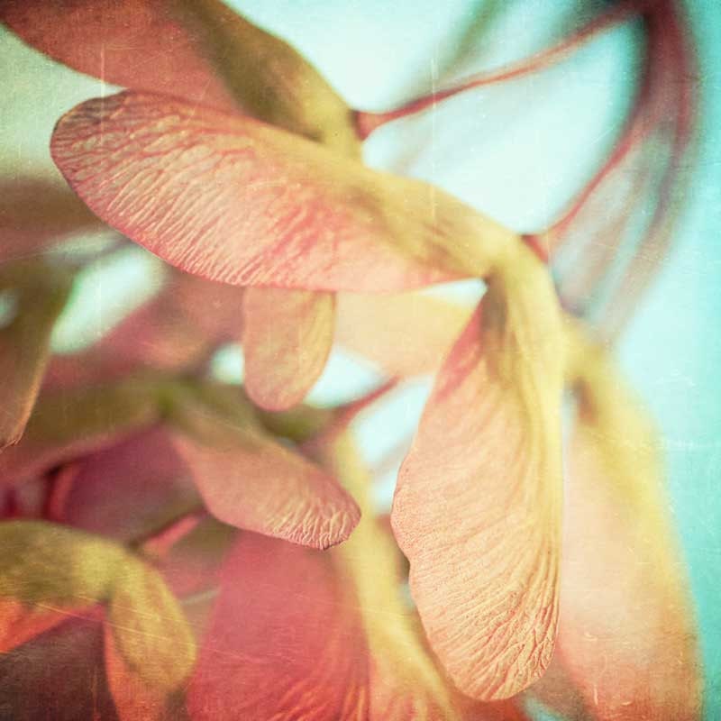 Pink home decor, nature photography, pastel color, shabby chic, pink flowers, wall art, grapefruit, teal sky - 8x8