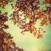 Tree Photography home decor nature prints autumn color - Forest For The Trees - 6 art prints set  - 5x7 and 5x5 photographs