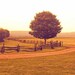 Landscape photography tree photo autumn color rust orange fine art nature photograph - 8x8