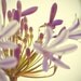 Purple photography, flower print, still life, floral art fine art lavender photography agapanthus photo on a cream background - 8x8