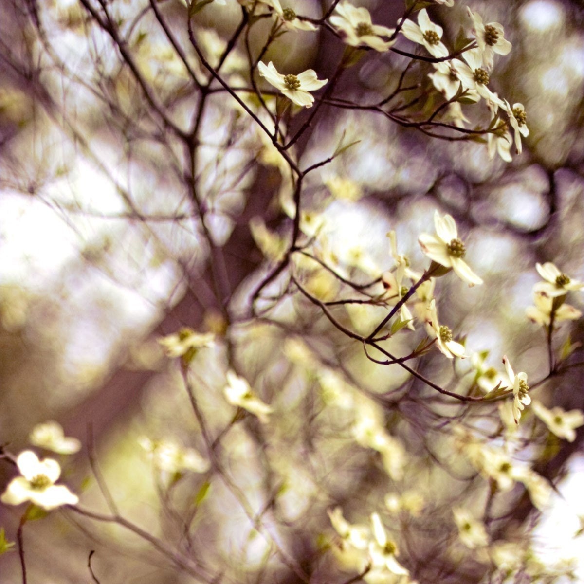 Nature Photography Spring Photo Dogwood Flowers Pale White Blooms Nature Decor Fine Art Photography 8x8