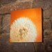 Dandelion Photo, Orange, Spring Decor nursery art nature photos wood panel wall art home decor - 8x8 Ready To Hang