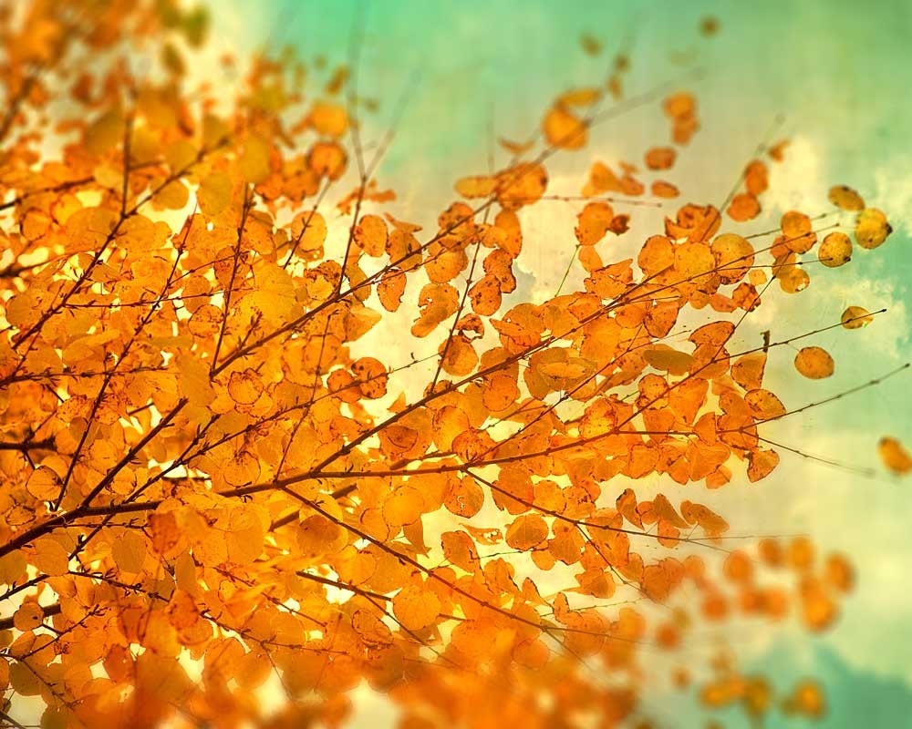 Fall photography autumn color woodland photograph rustic art persimmon orange leaves mint sky naturalist photo tango tangerine