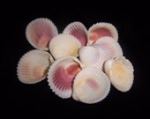 Rose Cockle Shells
