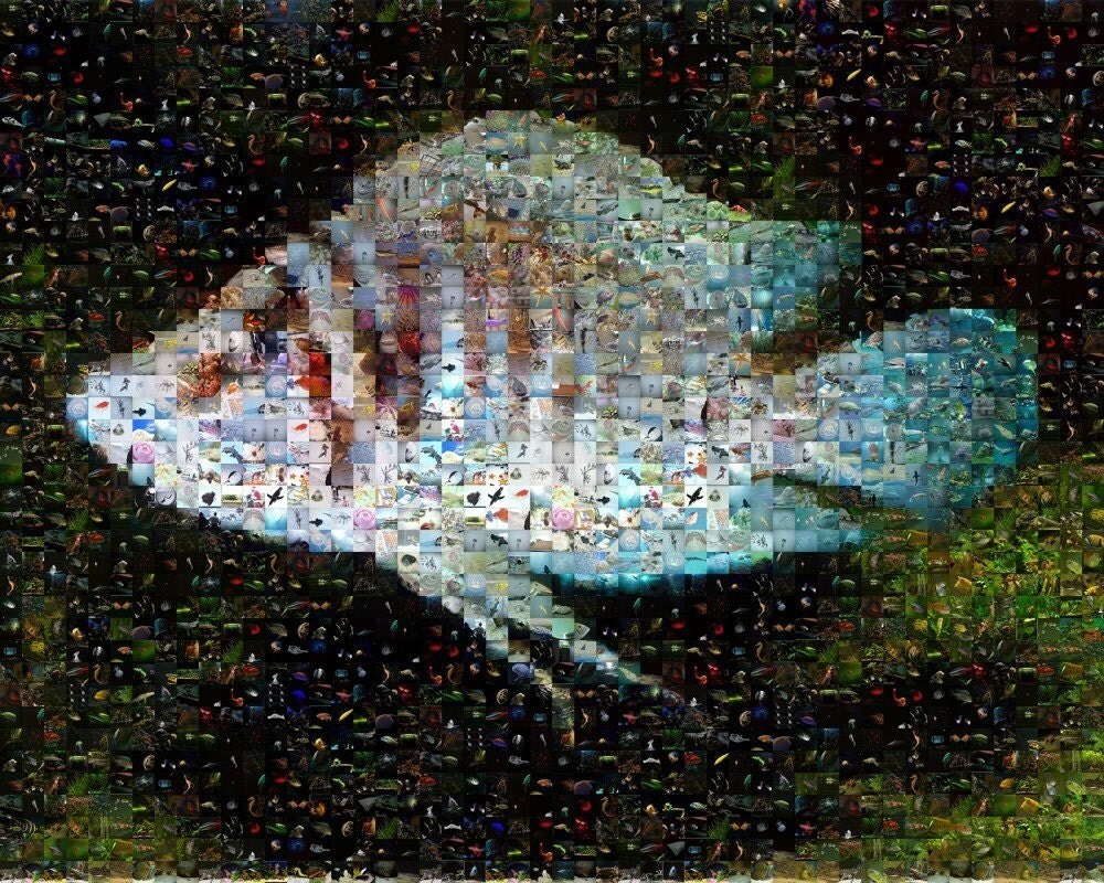 Calvus Cichlid