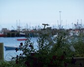 Floral Provincetown