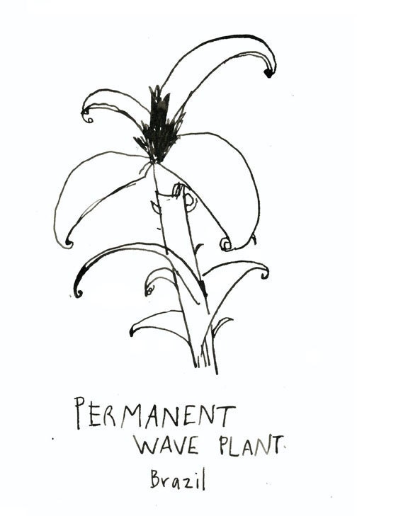 A coloring book of Plants