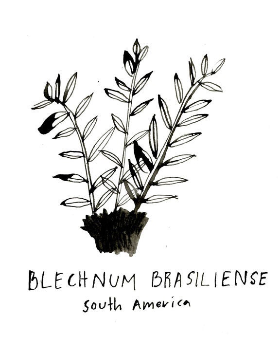 A coloring book of Plants
